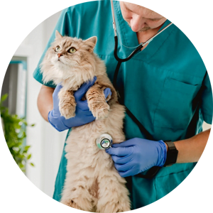 Cat Stethoscope Abdomen
