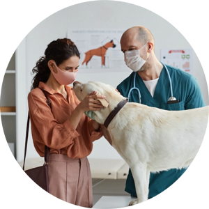 Dog At Vet Appointment