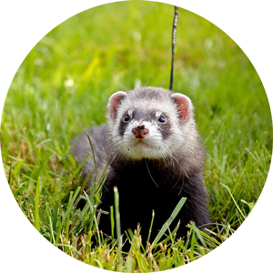 Ferret In Grass