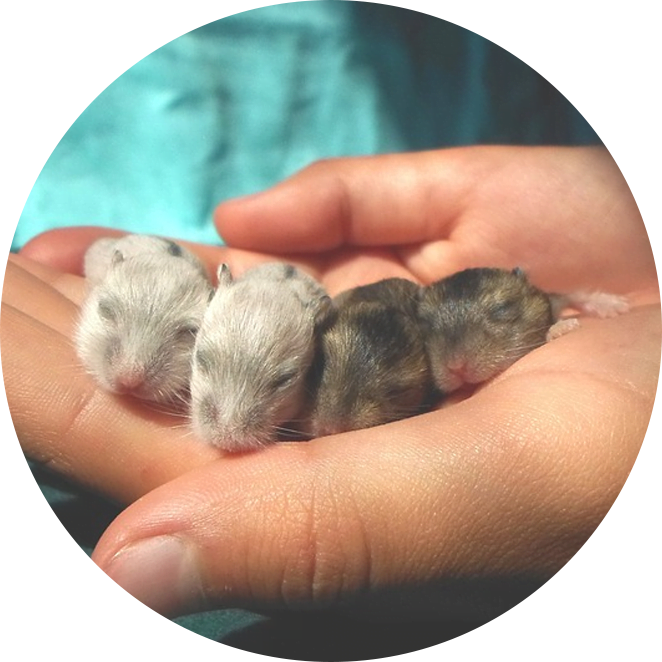 Hamster Pups In Hand